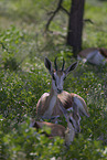 springbok