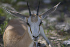 springbok