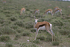 springbok