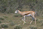 springbok