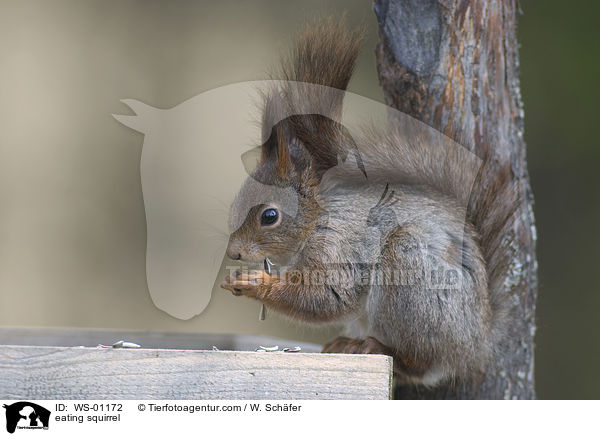eating squirrel / WS-01172