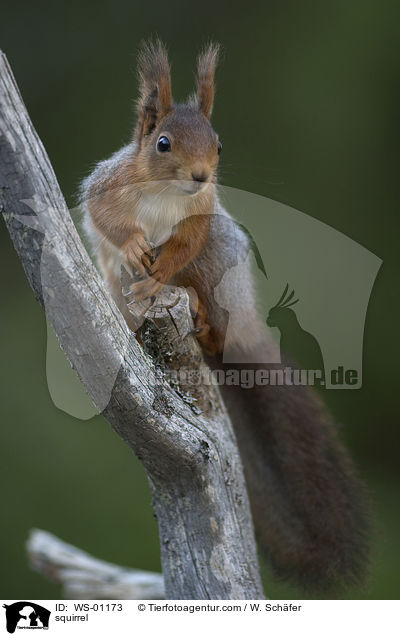 Eichrnchen auf dem Baum / squirrel / WS-01173
