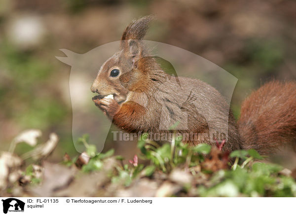 squirrel / FL-01135