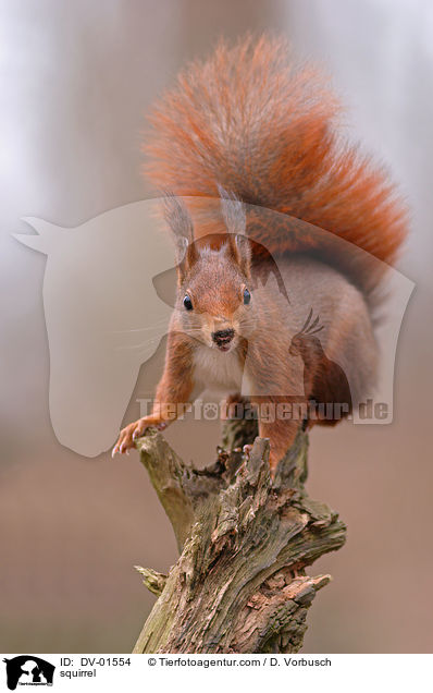 squirrel / DV-01554