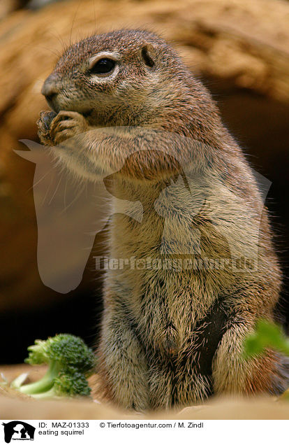 eating squirrel / MAZ-01333