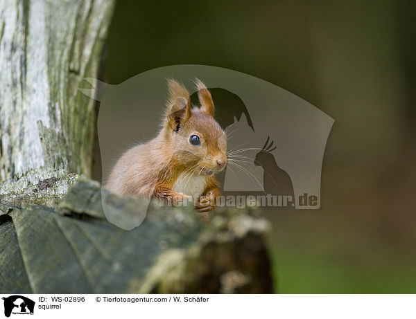 Eichhrnchen / squirrel / WS-02896