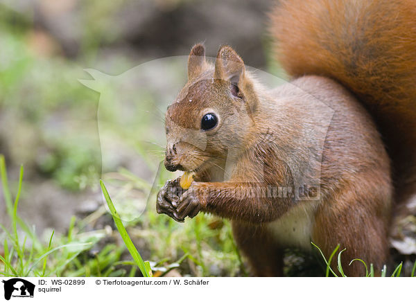 Eichhrnchen / squirrel / WS-02899