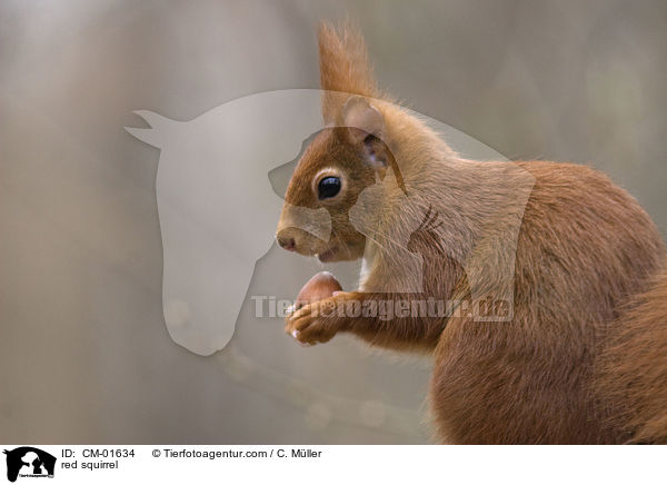 red squirrel / CM-01634