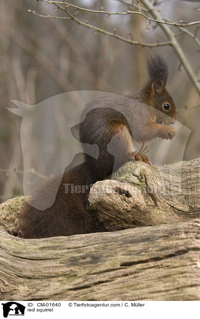 Eichhrnchen / red squirrel / CM-01640