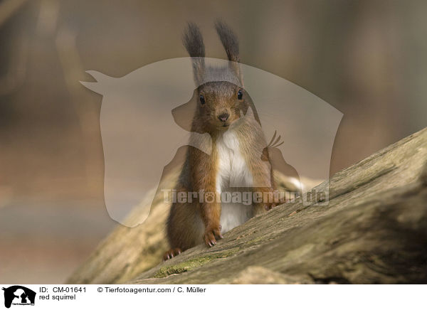 Eichhrnchen / red squirrel / CM-01641