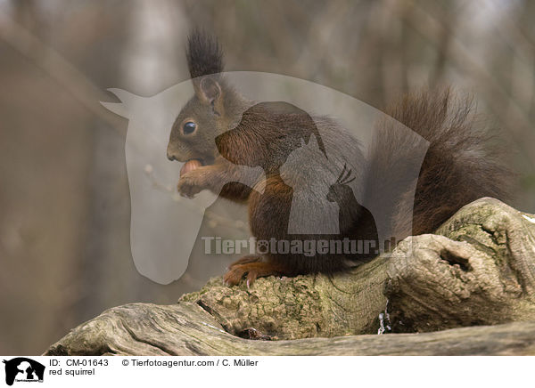 Eichhrnchen / red squirrel / CM-01643
