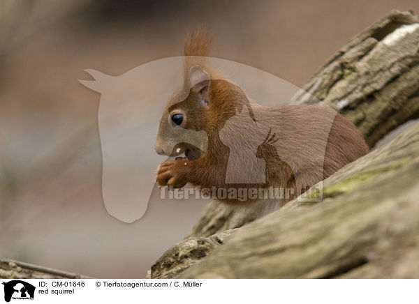 Eichhrnchen / red squirrel / CM-01646
