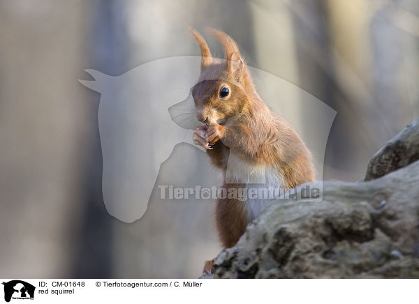 Eichhrnchen / red squirrel / CM-01648