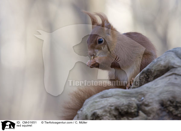 Eichhrnchen / red squirrel / CM-01651