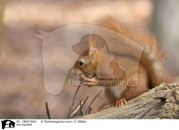 Eichhrnchen / red squirrel / CM-01654