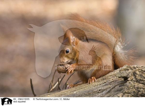 Eichhrnchen / red squirrel / CM-01655