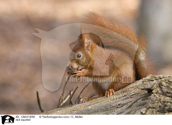 Eichhrnchen / red squirrel / CM-01656