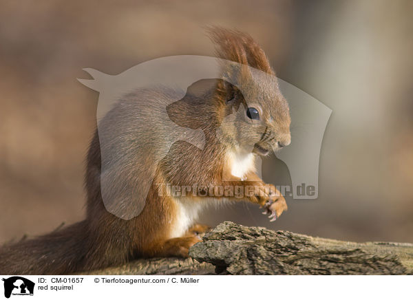 Eichhrnchen / red squirrel / CM-01657