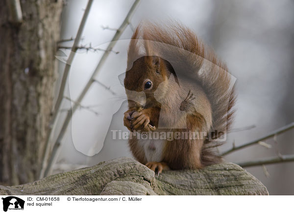 Eichhrnchen / red squirrel / CM-01658