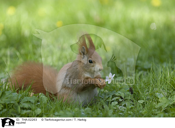 squirrel / THA-02263