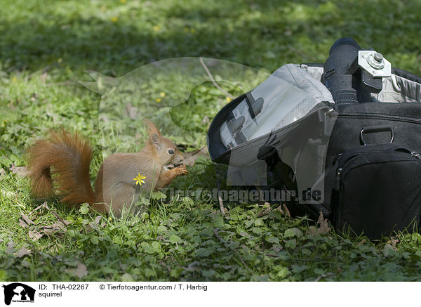 squirrel / THA-02267