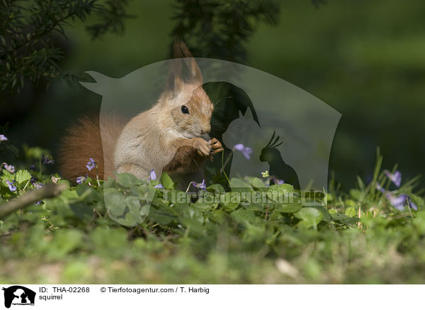 squirrel / THA-02268