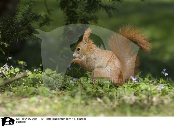 Eichhrnchen / squirrel / THA-02269
