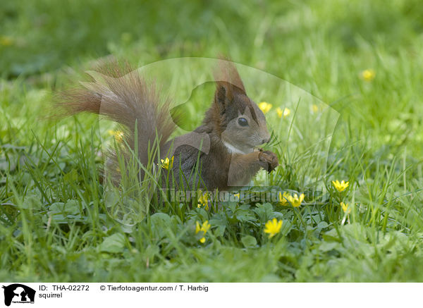 squirrel / THA-02272
