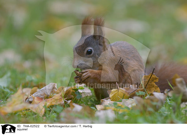 Eichhrnchen / squirrel / THA-02522