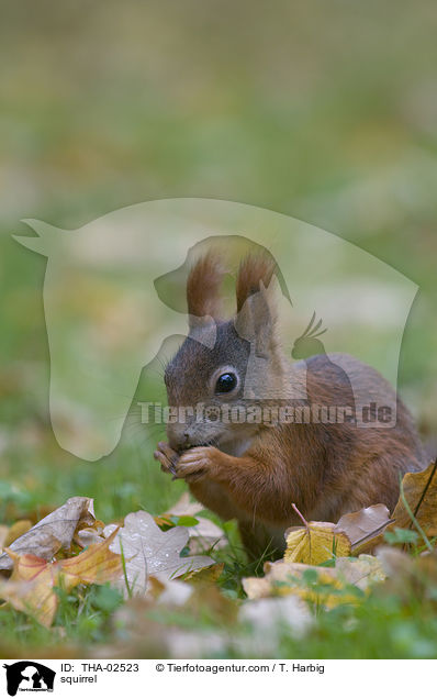 Eichhrnchen / squirrel / THA-02523