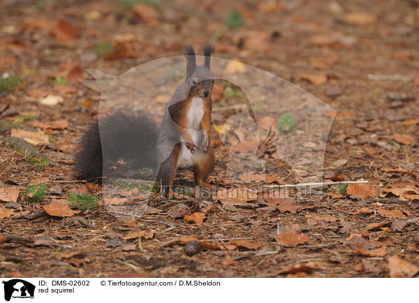 Eichhrnchen / red squirrel / DMS-02602
