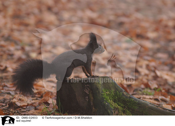 Eichhrnchen / red squirrel / DMS-02603