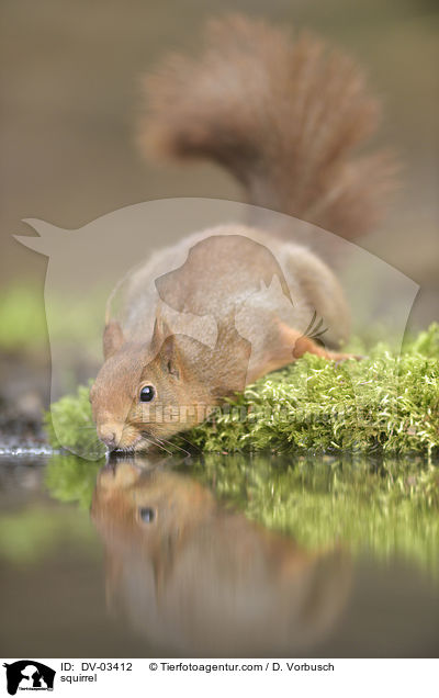 Eichhrnchen / squirrel / DV-03412
