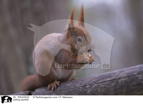 fressendes Eichhrnchen / eating squirrel / PW-02923