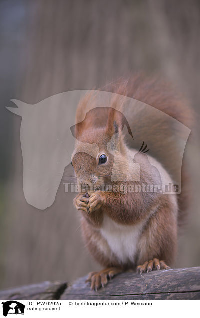 eating squirrel / PW-02925