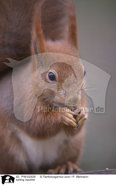 eating squirrel / PW-02926