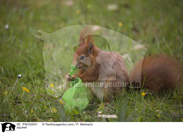 squirrel / PW-02931
