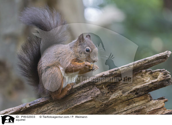 squirrel / PW-02933