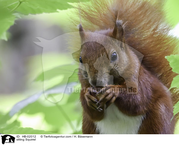 sitzendes Eichhrnchen / sitting Squirrel / HB-02012