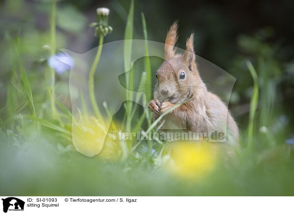 sitting Squirrel / SI-01093