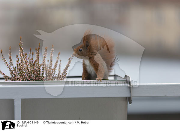 Squirrel / MAH-01149