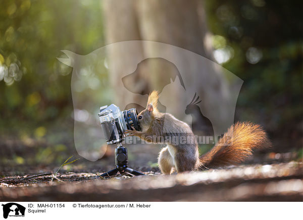 Squirrel / MAH-01154