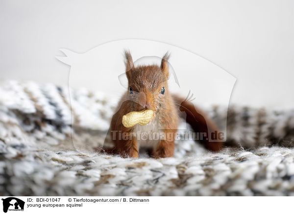 junges Eichh�rnchen / young european squirrel / BDI-01047