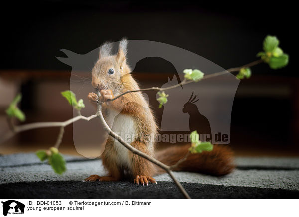 junges Eichhrnchen / young european squirrel / BDI-01053