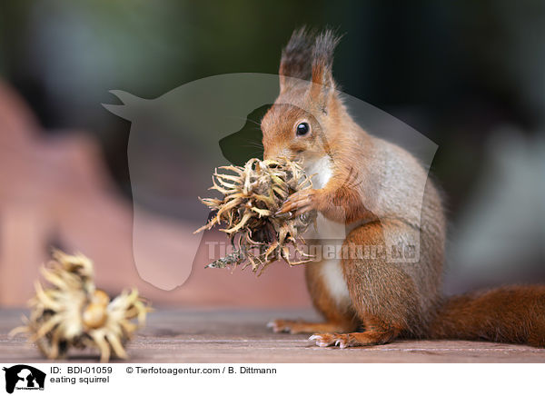 eating squirrel / BDI-01059