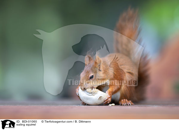 fressendes Eichhrnchen / eating squirrel / BDI-01060