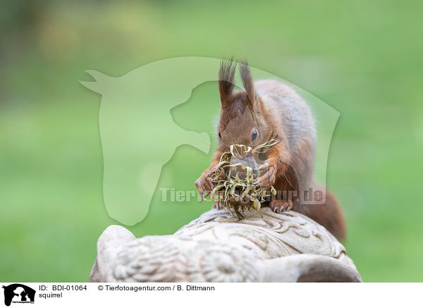 Eichhrnchen / squirrel / BDI-01064