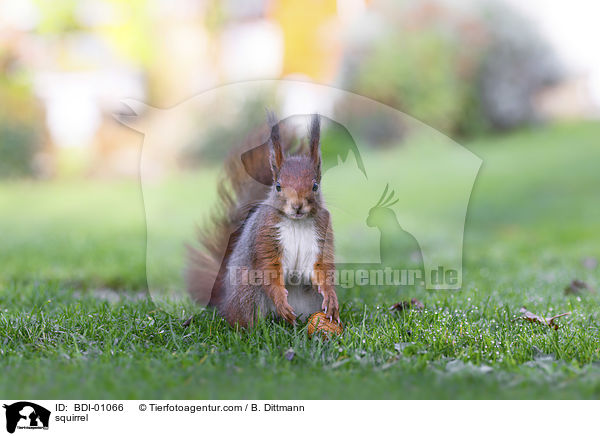 Eichhrnchen / squirrel / BDI-01066