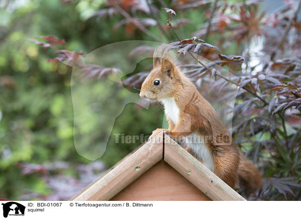 Eichhrnchen / squirrel / BDI-01067