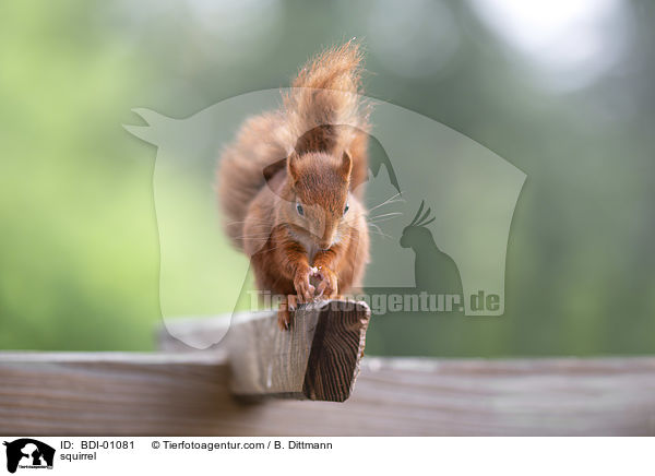 Eichhrnchen / squirrel / BDI-01081